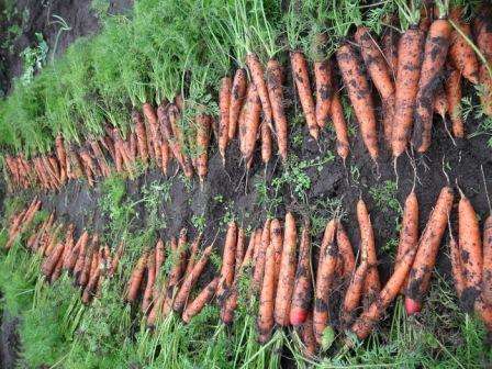 Морковь выращивание и уход в открытом грунте, хранение