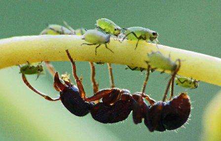 Как бороться с муравьями в саду и огороде способы и средства