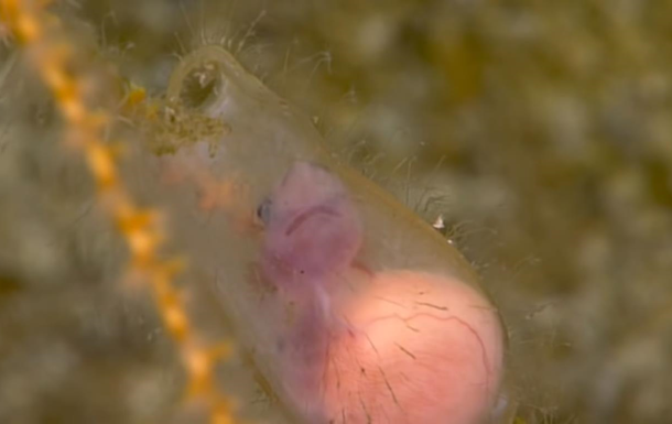 Найден живой эмбрион акулы на глубине 250 метров