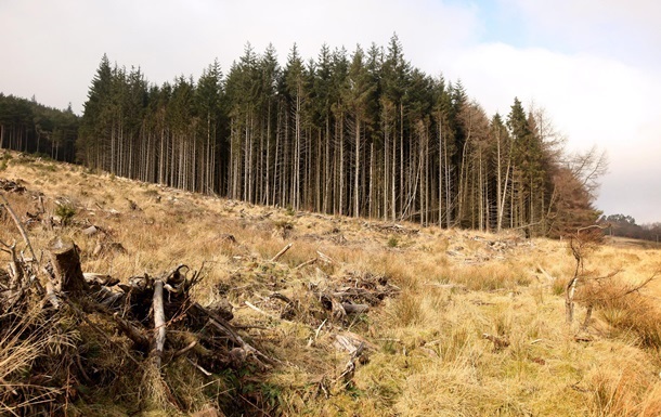 ЕС намерен убедить Киев разрешить экспорт леса