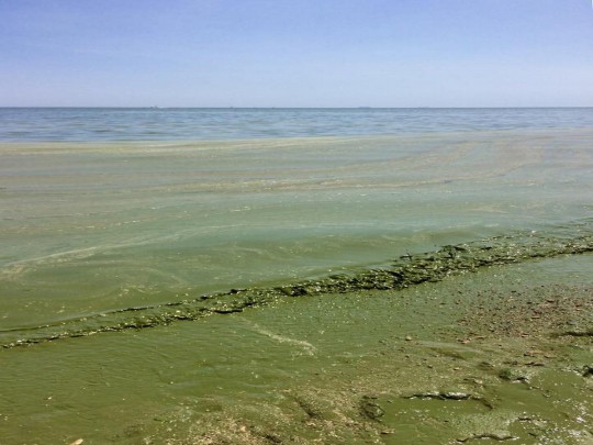 Изумрудная вода в Черном море: ученые наименовали причину явления