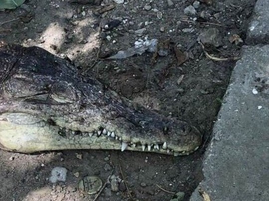 Башка крокодила валяется напрямик во дворе: в сети показали шокирующее фото из Крыма