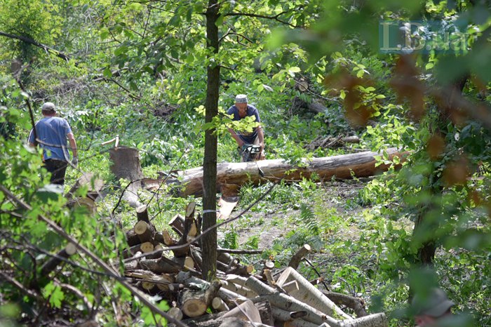 Протасів Яр: забудовник продовжує рубати дерева
