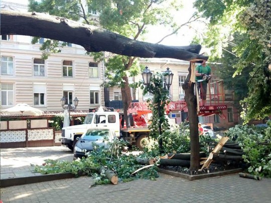 В Одессе большой ветер повалил десятки деревьев: курортников просят быть бережливее(фото)