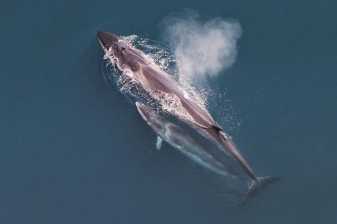 Япония возобновляет китобойный промысел