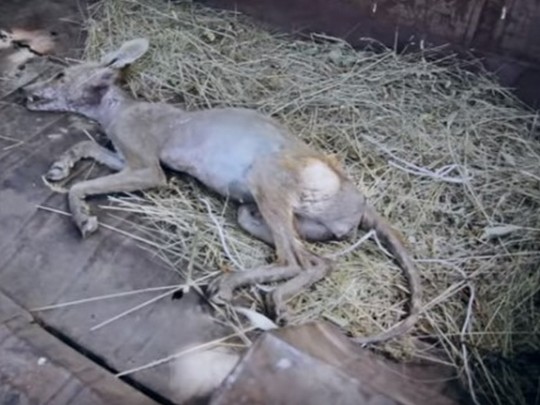 Кумекал, что лиса: житель Полтавщины утверждает, что убил «чупакабру»(видео)