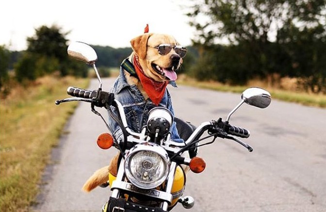 Вісті з Полтави - Полтавський пес-байкер разом із власником проїхав на мотоциклі більше 20 тисяч кілометрів