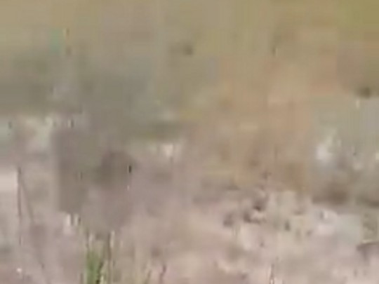 На Донбассе взаправдашнее нашествие саранчи: в сети показали видео происшествия