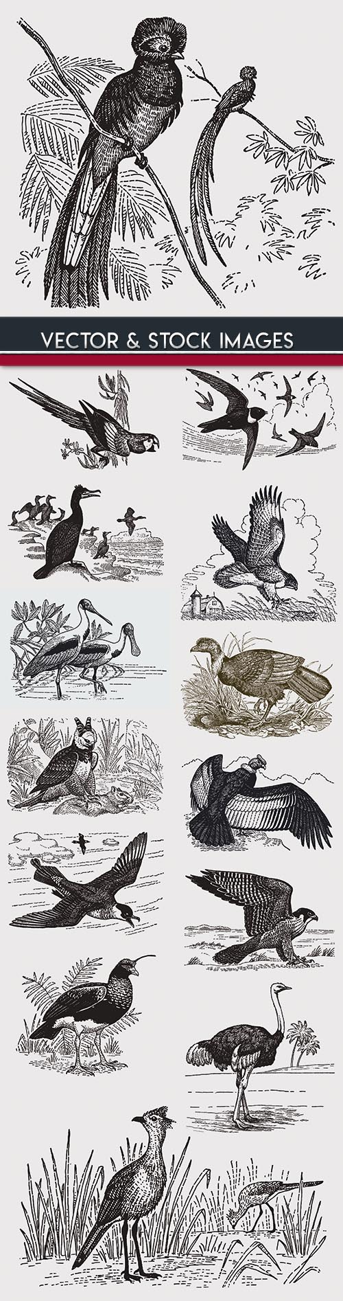 Birds drawn engravings in vintage style