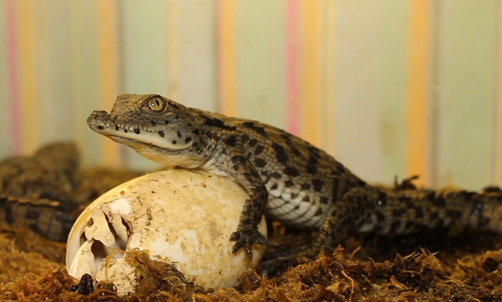 В Харьковском зоопарке вылупились детеныши нильских крокодилов