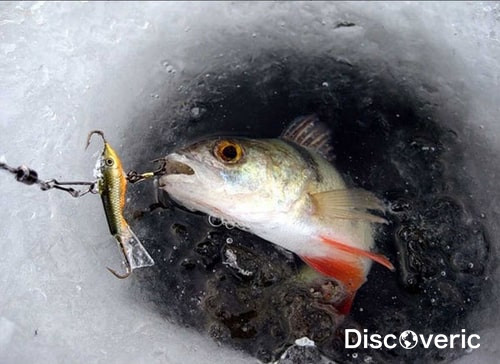 Зимняя рыбалка: где ловить рыбу и будто сверлить лунки