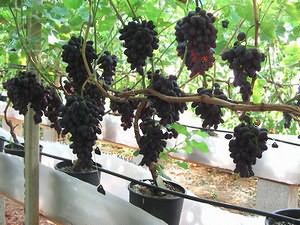 правильно посадить виноград