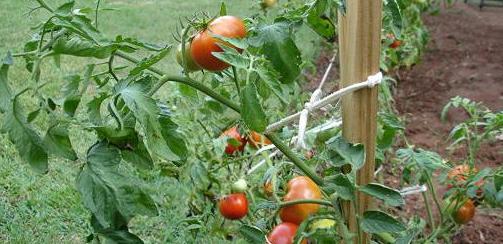 семян томатов