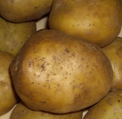 сорта картошки