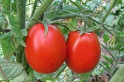 помидоров теплице