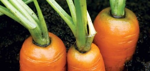 сажать морковь