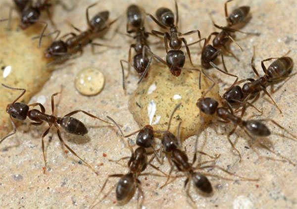 освободится муравьев
