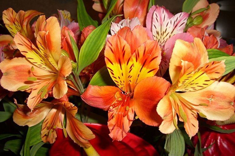 Альстромерия (70 фото) виды цветка, правильный уход и пересадка