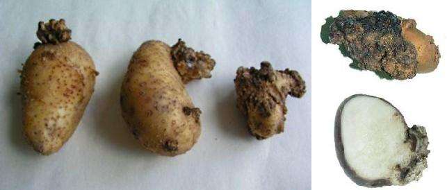 Болезни картофеля и борьба с ними, фото и описание