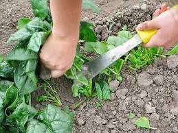 Как посадить шпинат на дачном участке