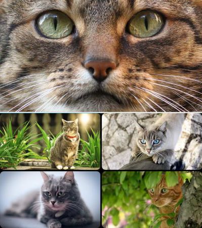 Wallpapers   Cats Part #61