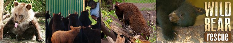 Wild Bear Rescue S03e05 The Houdini Bear 720p Webrip X264 caffeine