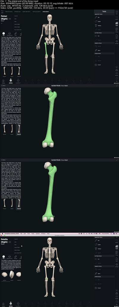 Human Musculo-Skeletal System- Part 2- lower  limb 15c81312132e719252dc651c46fd72d1