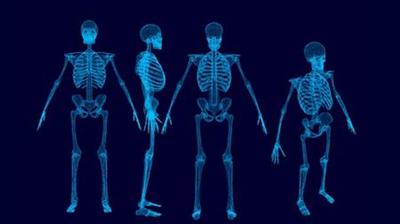 Human Musculo-Skeletal System- Part 2- lower  limb