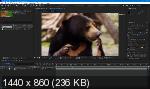 Adobe After Effects CC 2019 16.1.2.55 Portable by punsh